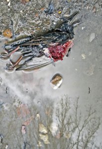 under-the-auspices-front-cover-400